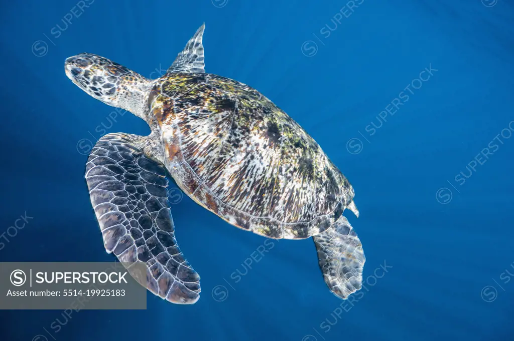 A green sea turtle swimming by at the Andaman Sea / Thailand