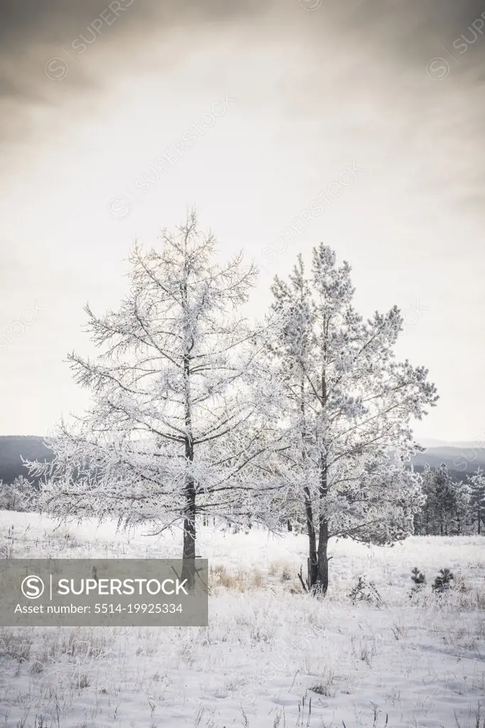 two frozen trees in baikal lake