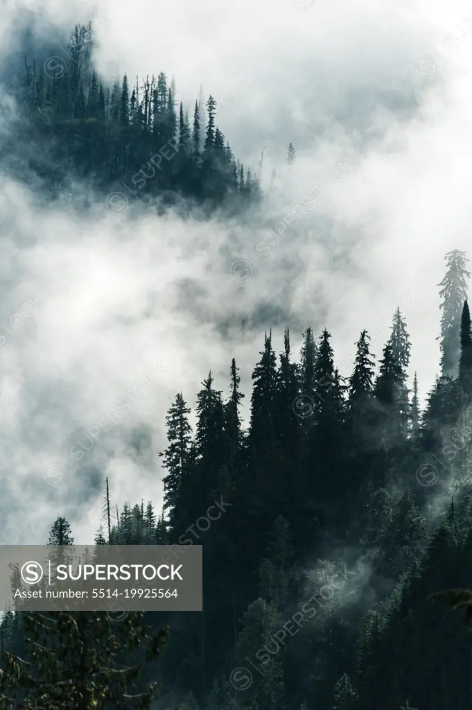 Scenic views of the temperate rainforest with mist and low cloud