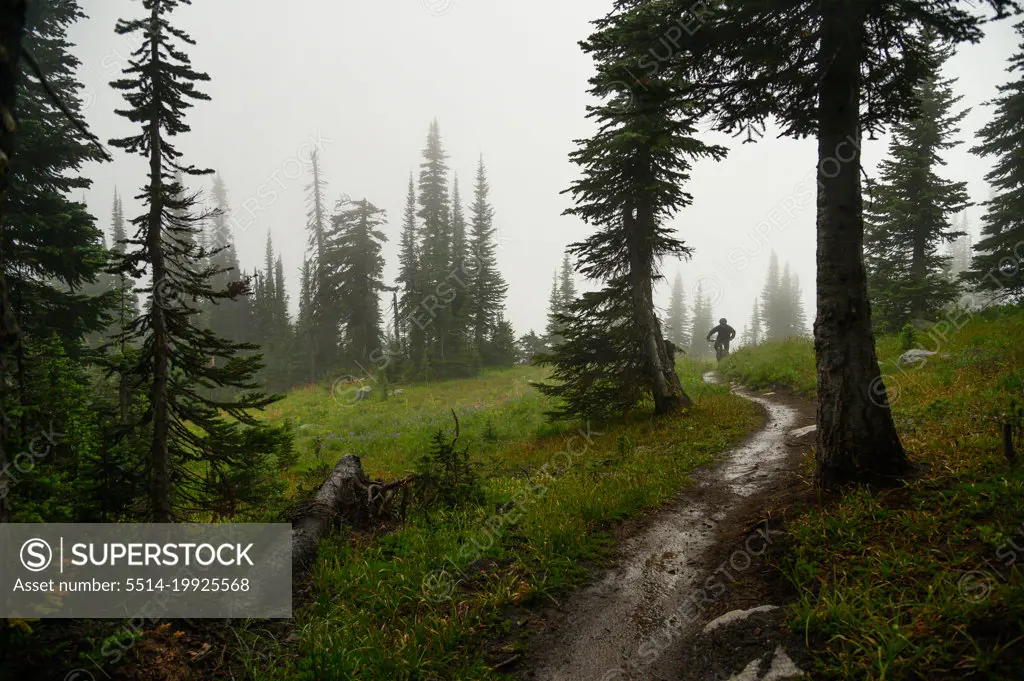 Single Track Mountain biking through mist in a sub alpine meadow