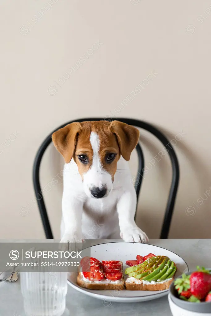 Cute Jack Russell Terrier dog sitting at the table with food