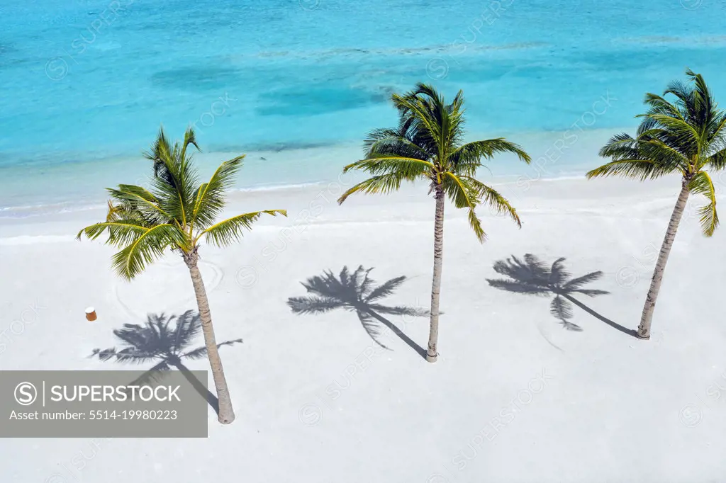 Aerial view of palm trees on tropical beach