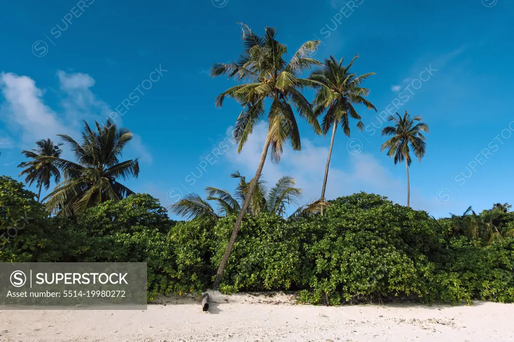 Tropical landscape, Thaa Atoll, Maldives