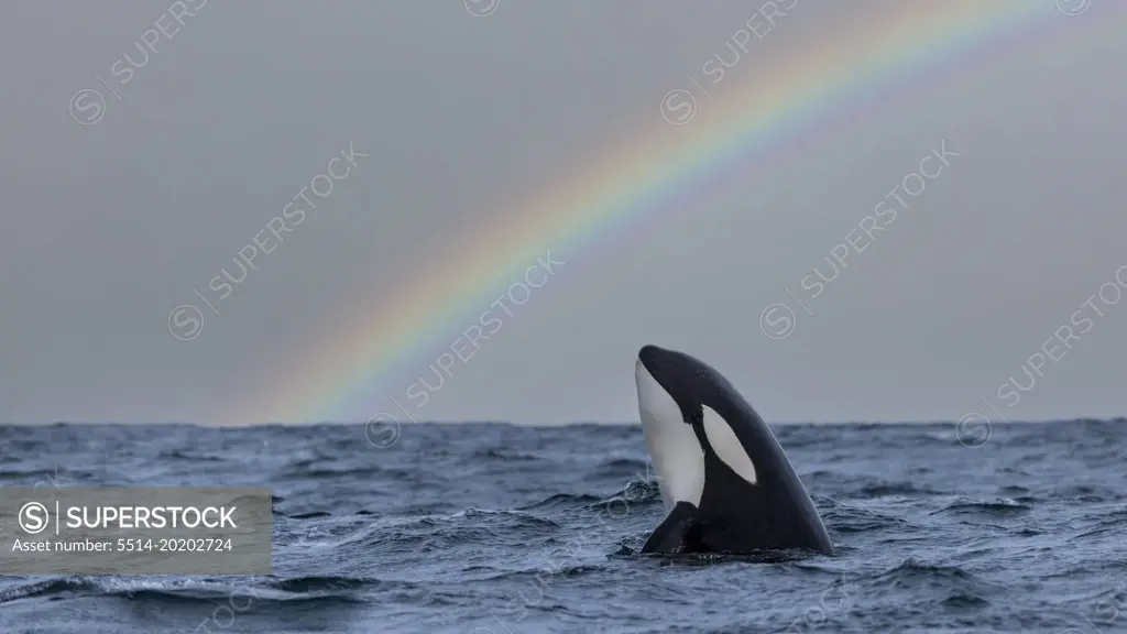 a killer whale with a rainbow in the background