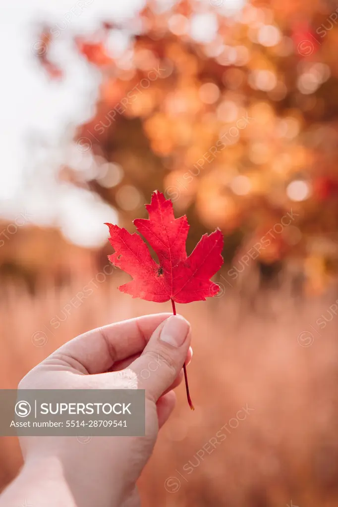 fall in Cincinnati Ohio - leaves falling