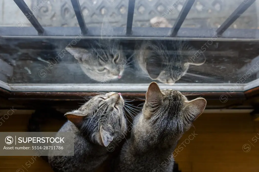 Two small cats sit side-by-side with tongue out staring out window