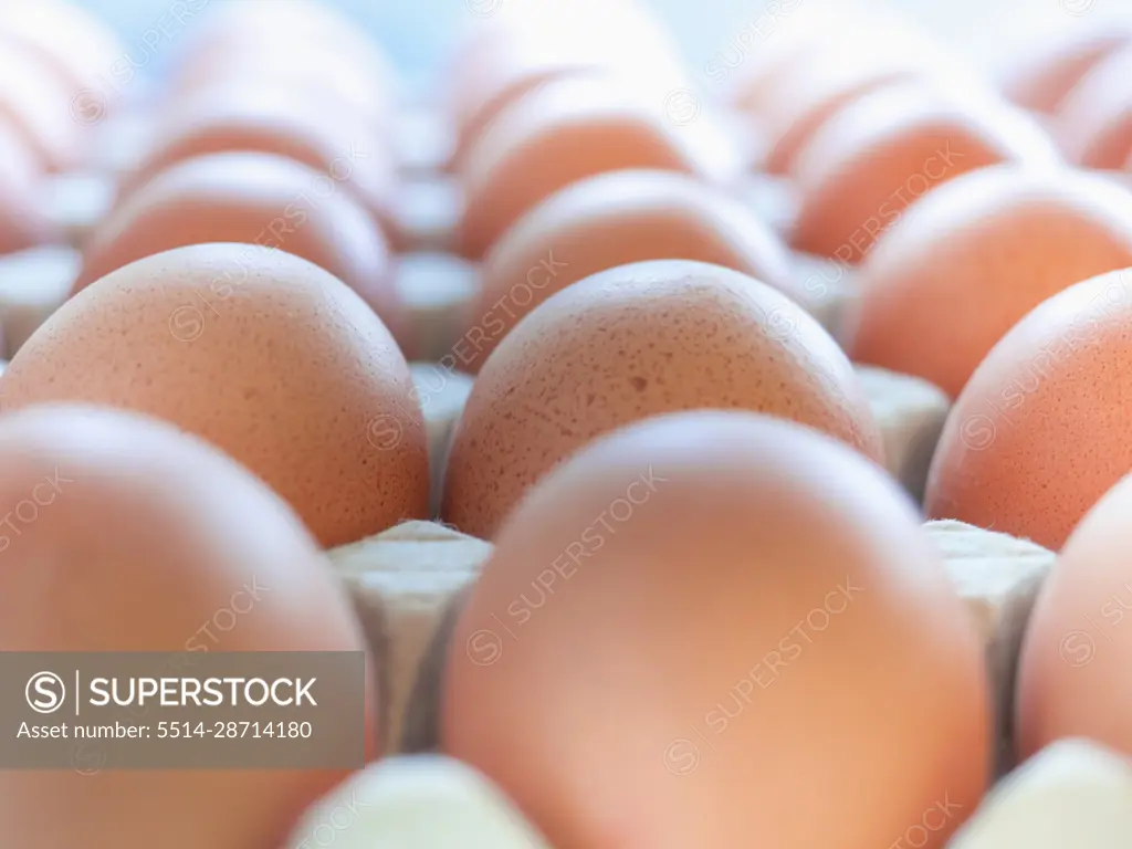 Fresh chicken eggs in egg carton