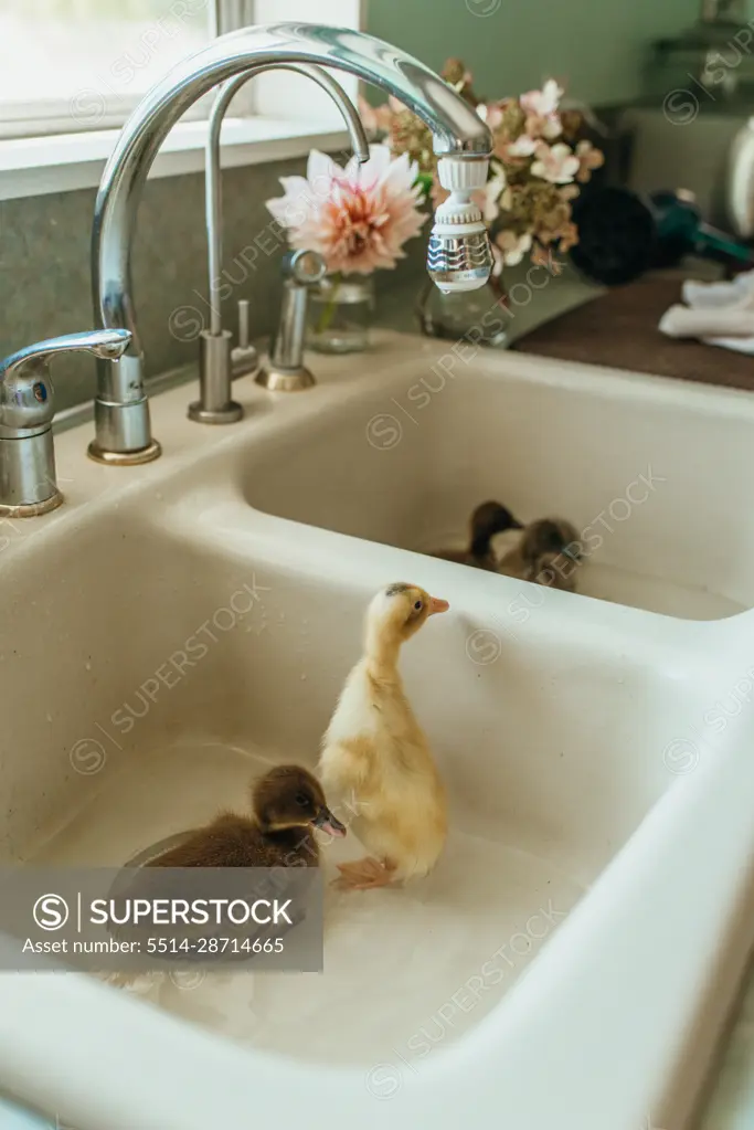 Ducklings bathing in kitchen sink
