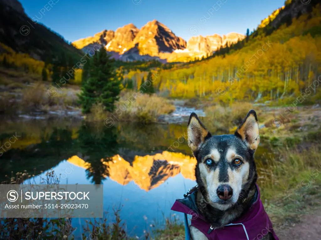 Husky with Different Colored Eyes at Colorado's Maroon Bells