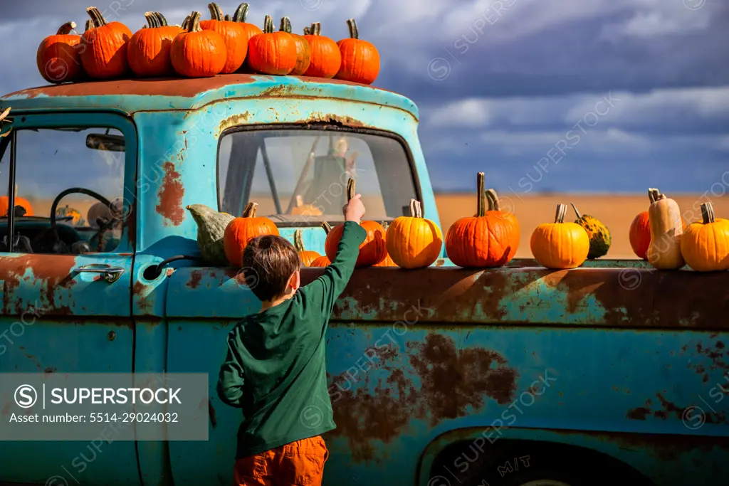 small boy picking orange pumpkins from an antique blue truck