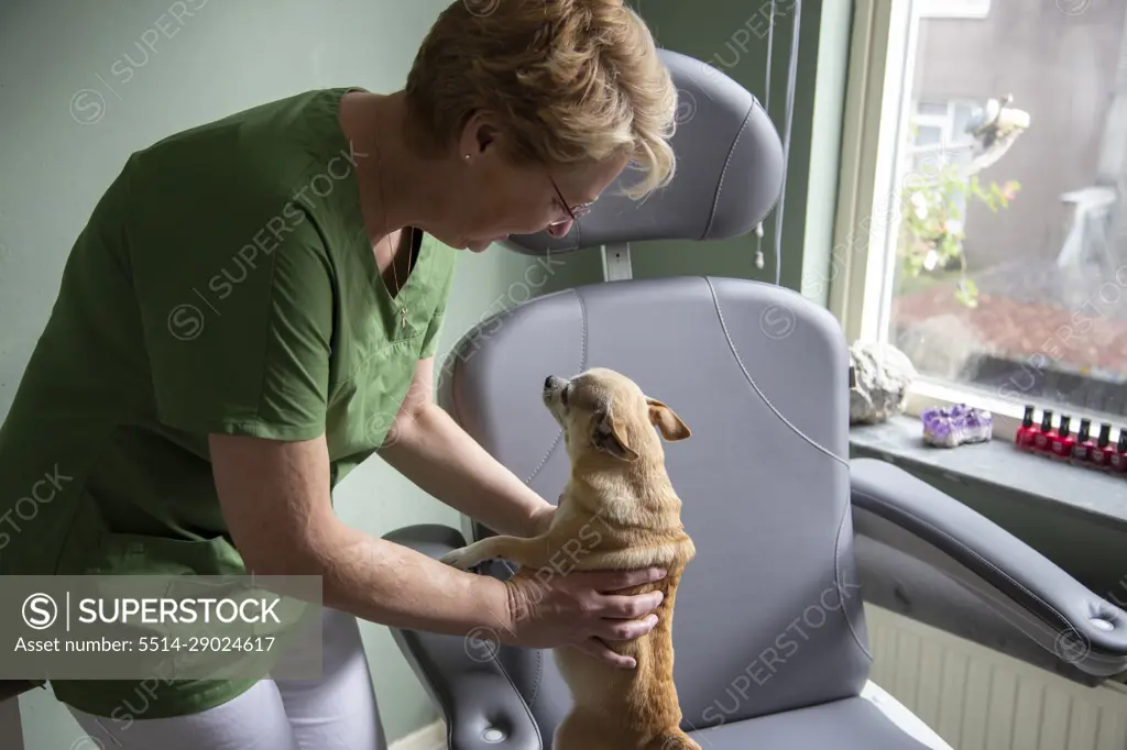 A nurse lifting up a small dog from a chair