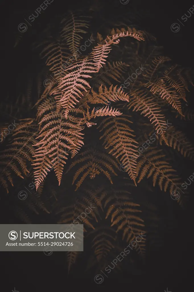 brown  fern leaves in autumn season