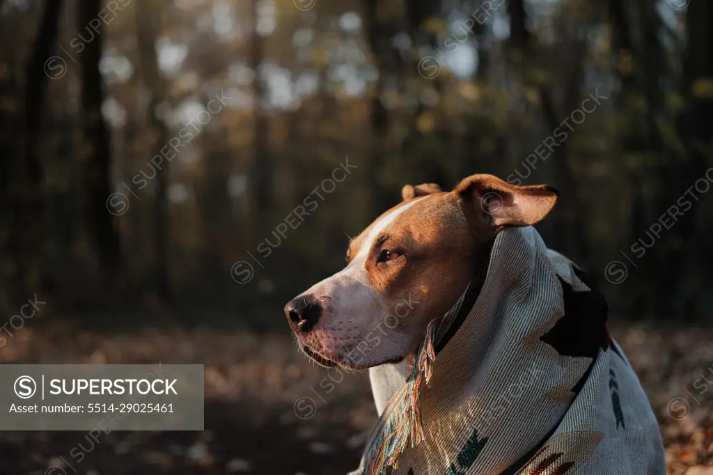 Staffordshire terrier dog in blanket in the autumn forest