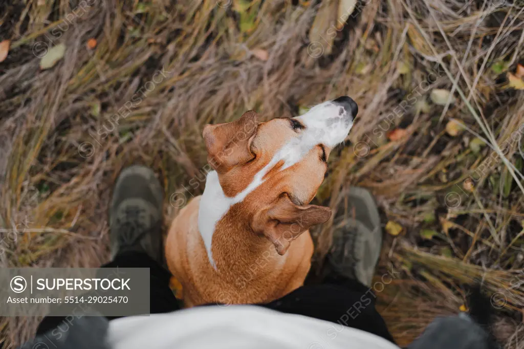 Dog sitting at the feet of a human in autumn grass, pov shot