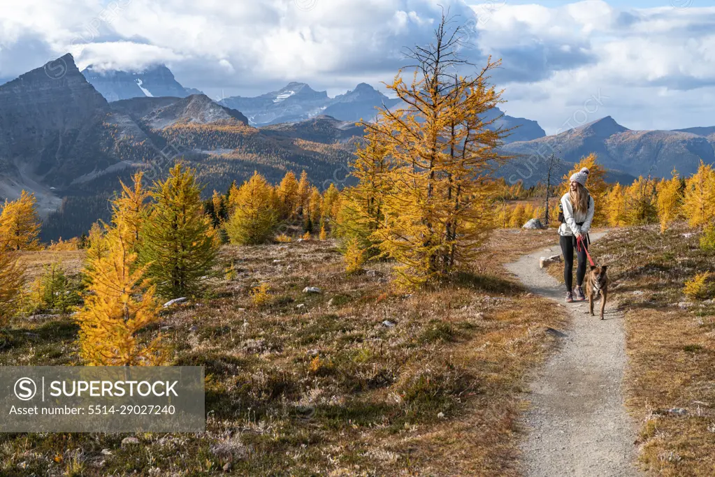 Dog Walking Through Healey Pass During Fall in the Rockies