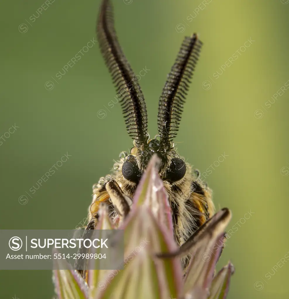 Spiris striata. Arctiinae Male moth posing on green leaf with big antennae