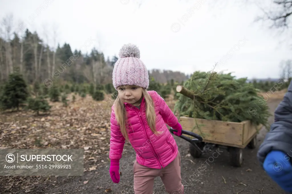 Determined young girl pulls wagon with Christmas Tree