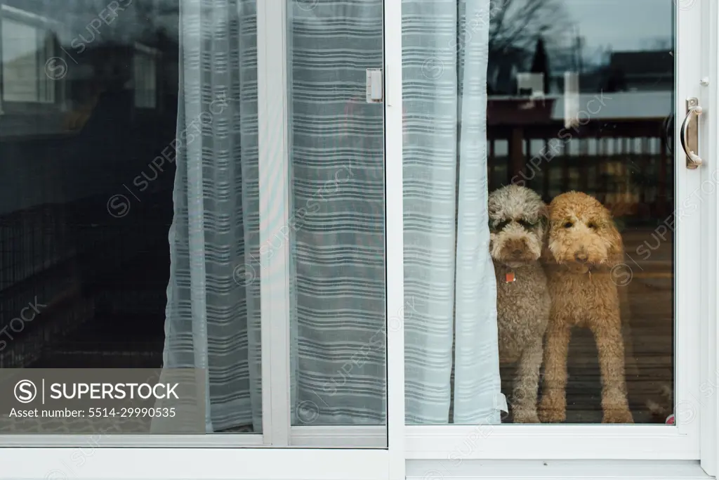 Dogs at backdoor looking out