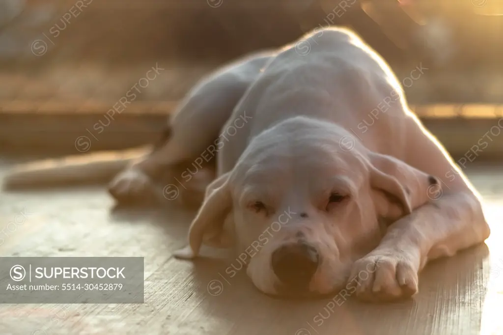 Big white dog sleeping during a sunset