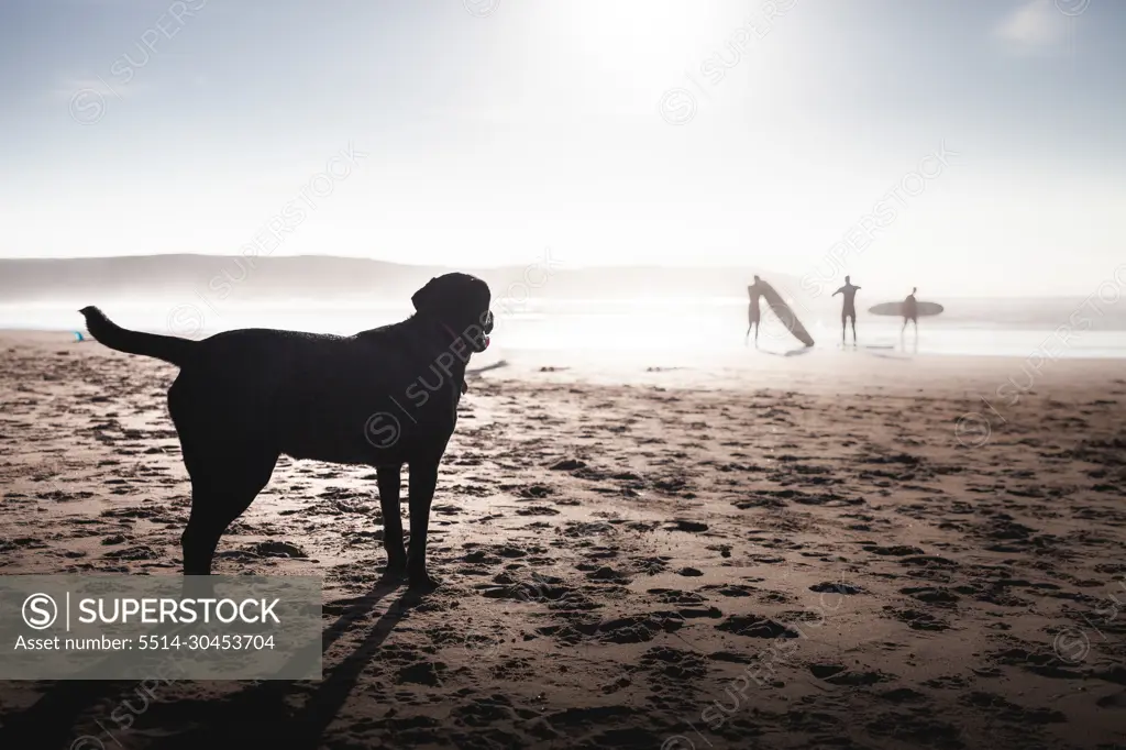 Labrador dog on beach in devon with surfers in background and sunshine