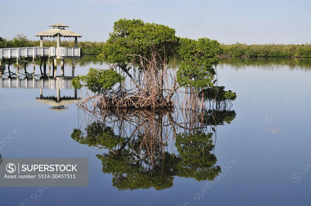 Reflection in the Florida Everglades