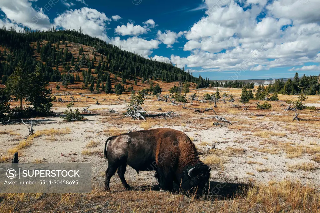 Bison Buffalo Yellowstone National Park Landscape