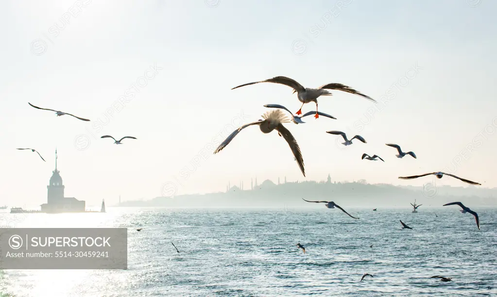 Seagulls flying in sky around the Maiden tower in Istanbul