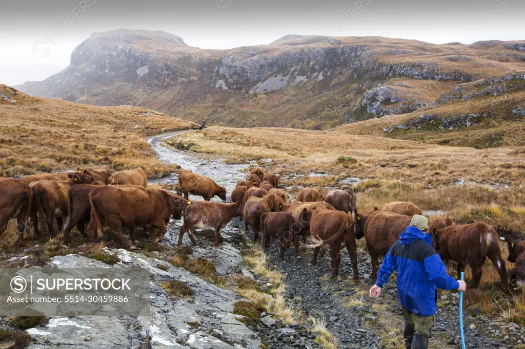 A farmer droves his cattle out of the remote Strath Na Sealga where they have been grazing over the summer, to take them in for winter time, near Dundonnel in the north West Highla