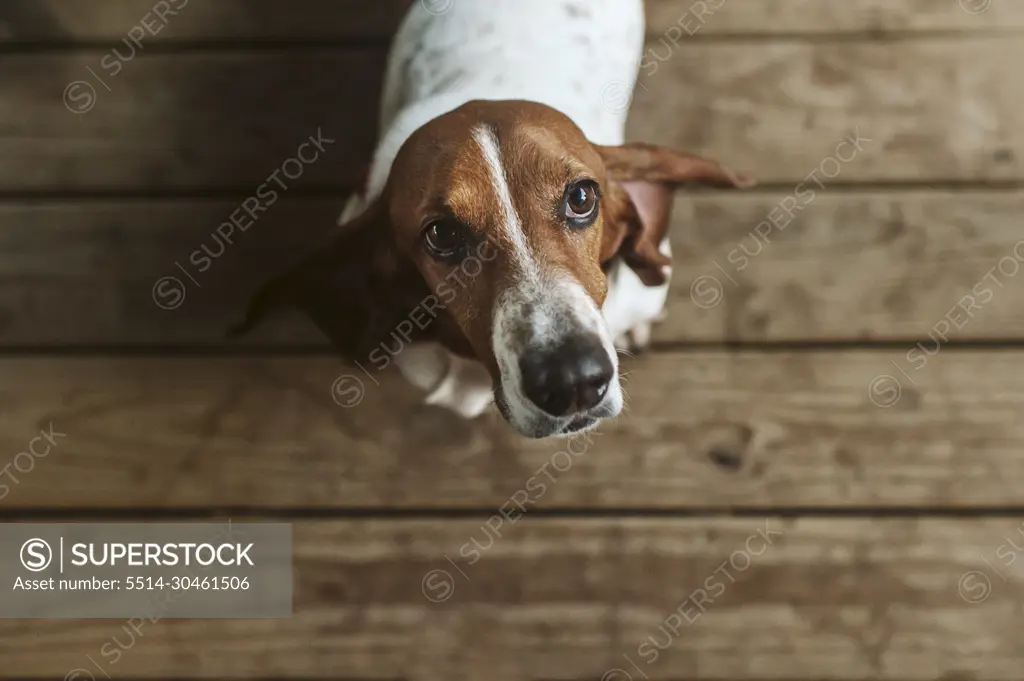 Above image of Basset hound dog standing on deck looking up