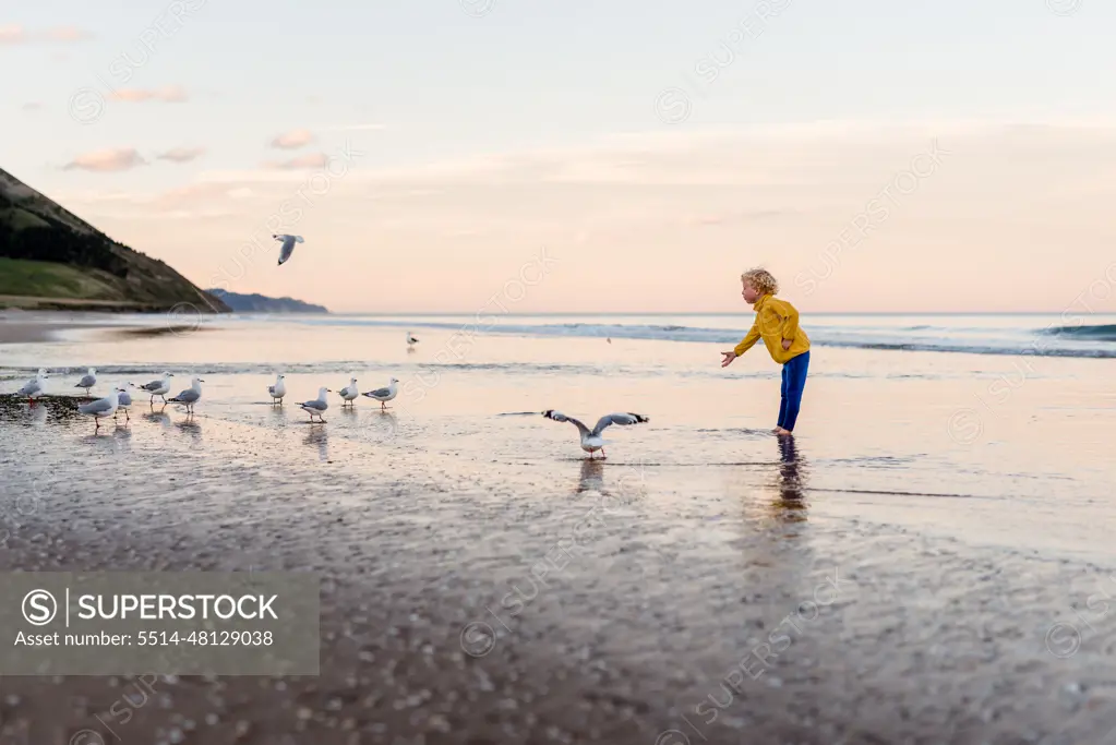 Small child feeding birds on New Zealand beach