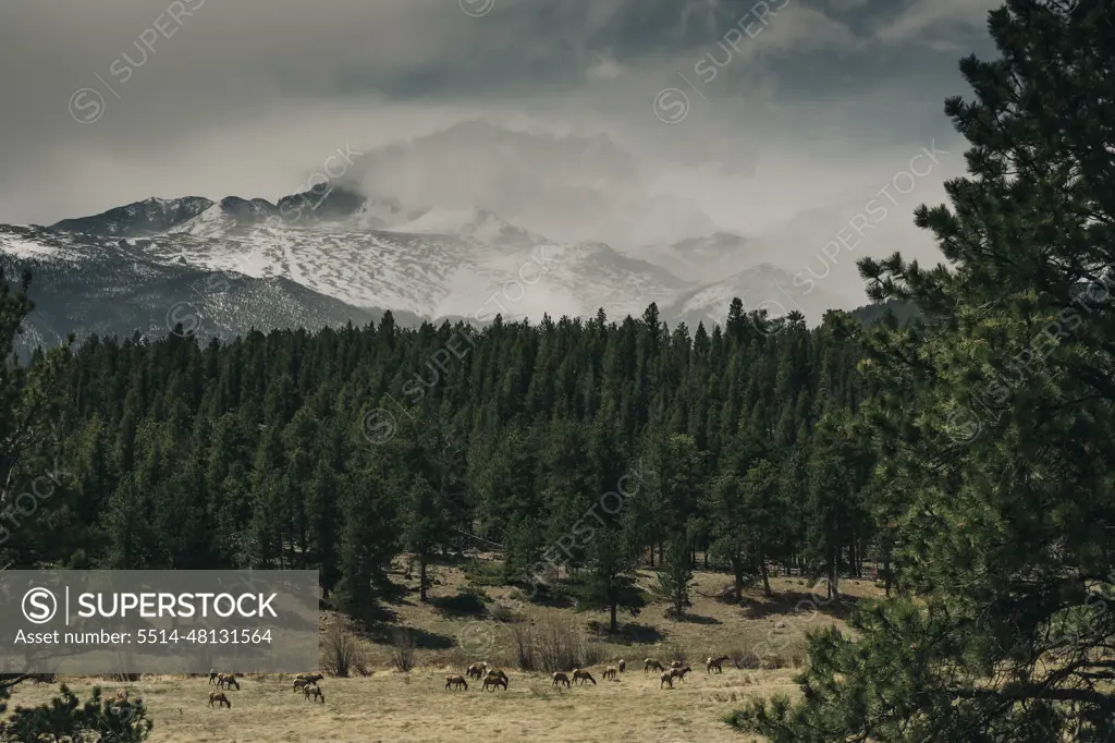 Elk graze in a meadow in Rocky Mountain National Park, Colorado.