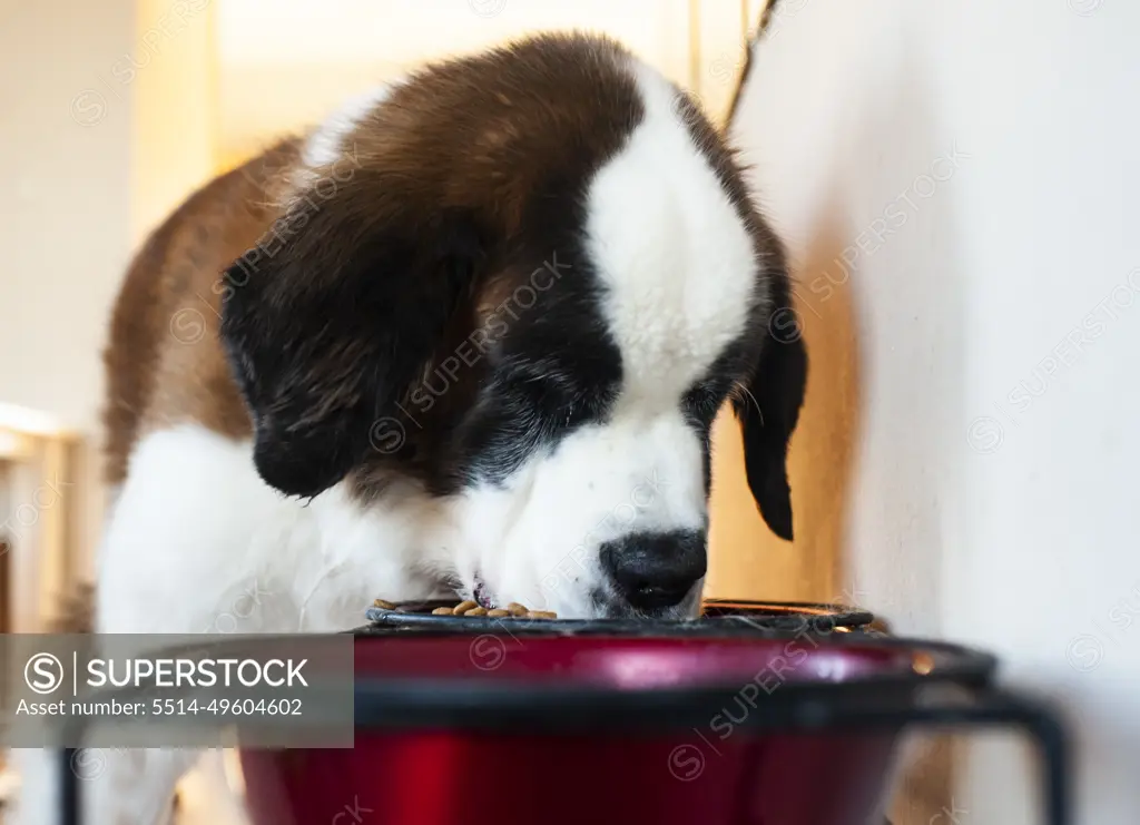 Saint bernard outlet puppy food