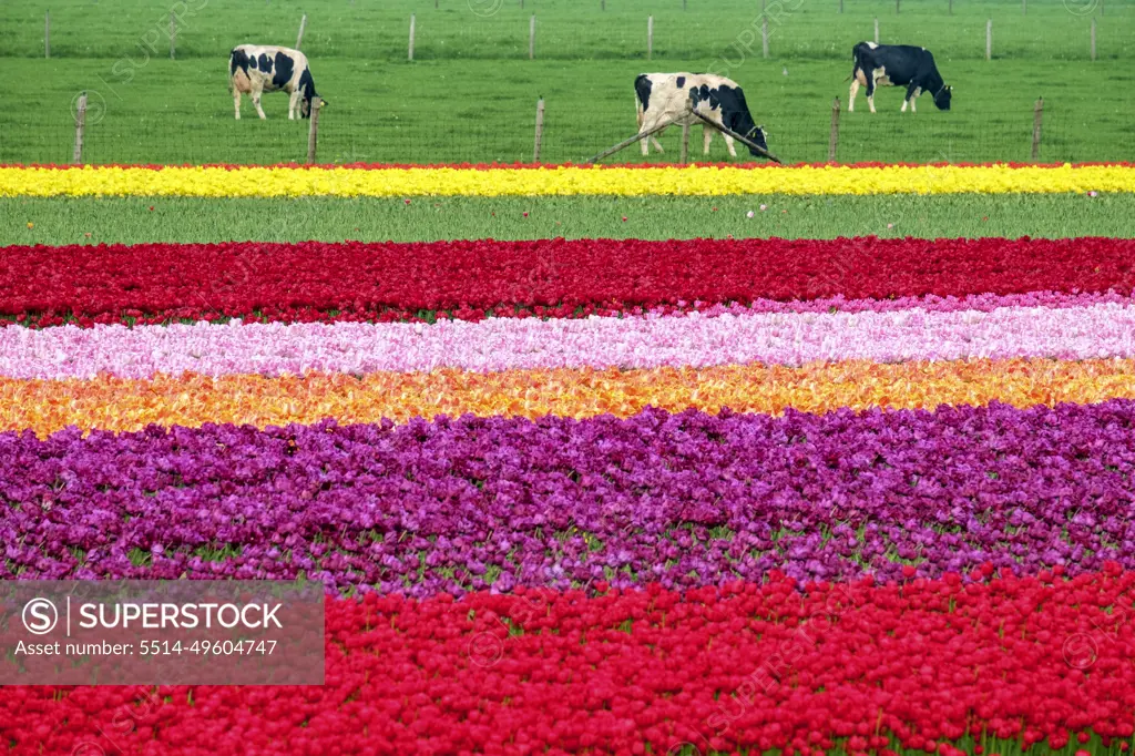 Cows near colorful tulip fields near village of Ursem, Netherlands