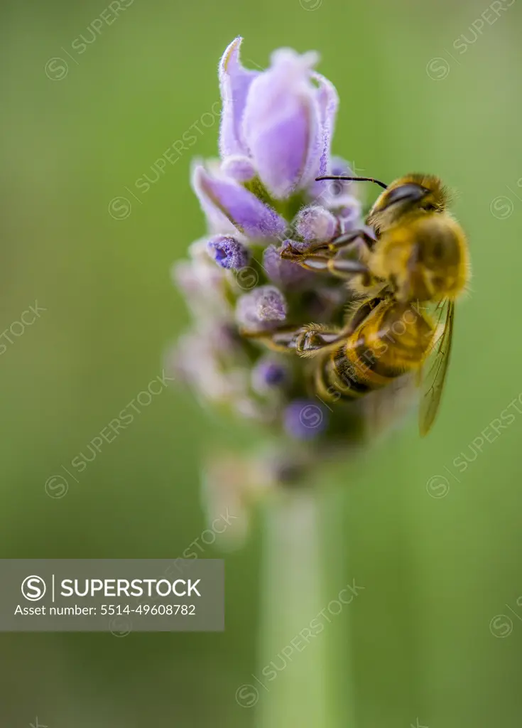 Bee landing on lavender flower