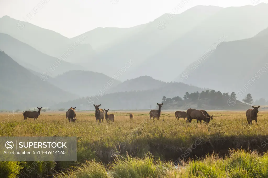 Elk grazing in meadow at sunset in Rocky Mountain National Park