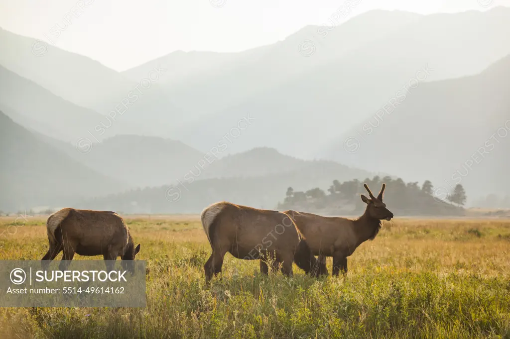 Elk graze in meadow at sunset in Rocky Mountain National Park