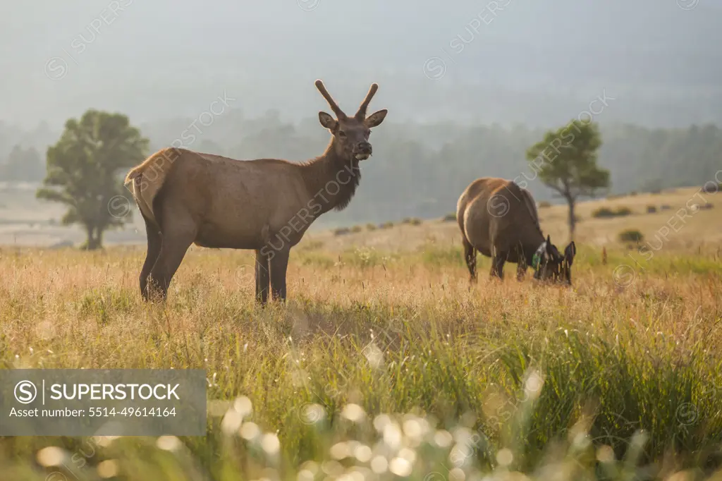 Elk graze in meadow at sunset in Rocky Mountain National Park