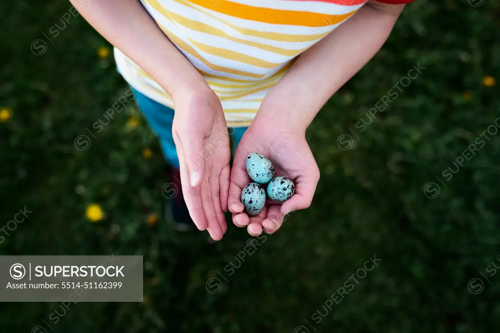 a child holding three blue bird eggs