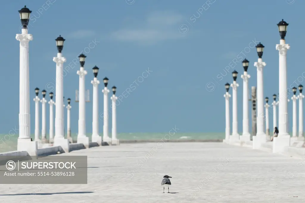 a bird at a dock in Sisal, Yucatan, Mexico