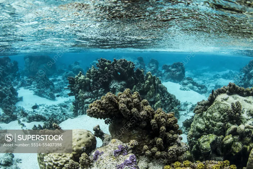 Coral reef in crystal clear waters Tahiti