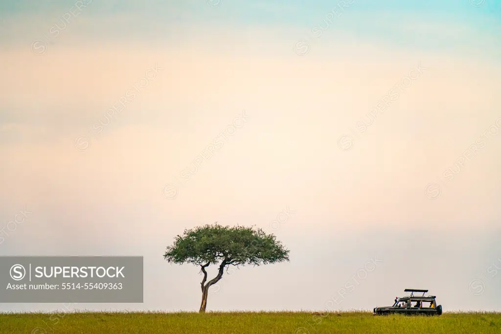 Safari vehicle driving past a Acacia tree in the Maasai Mara in Kenya.