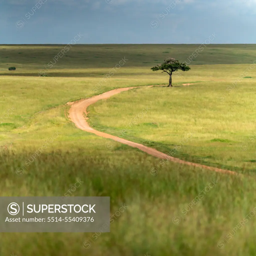 Dirt road winding through rolling hills of the Maasai Mara in Kenya.