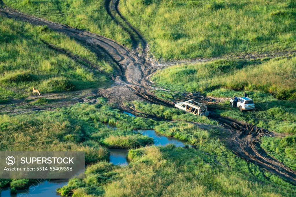 Safari vehicle stuck near a lion in the Maasai Mara in Kenya.