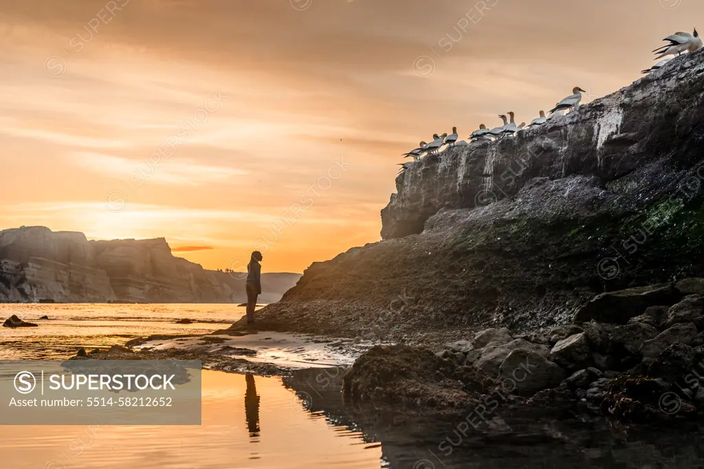 Silhouette of girl viewing Gannet colony in New Zealand