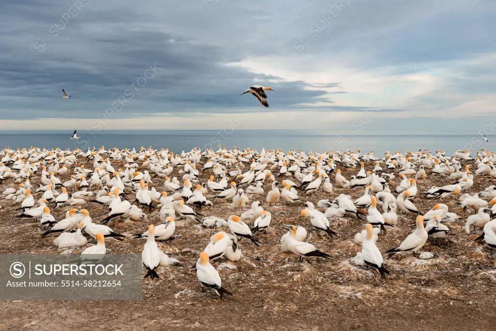 Flock of Gannet seabirds at Cape Kidnappers in New Zealand