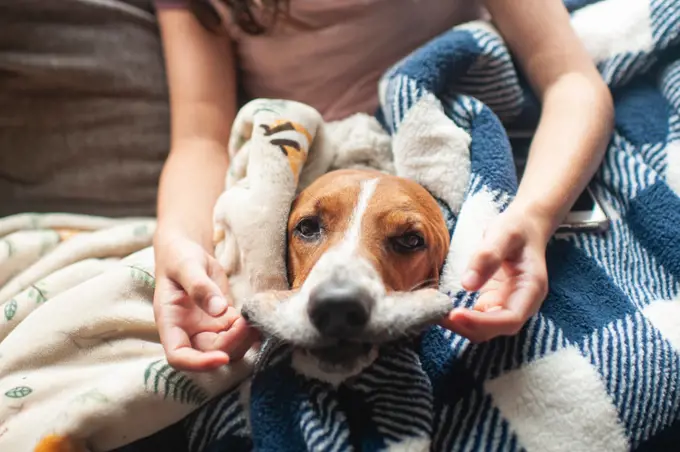 Girl holds lips of basset hound dog out to make a silly face