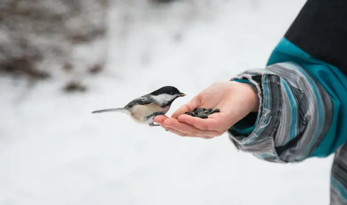 Close up of chickadee bird eating seeds from a child's hand in winter.