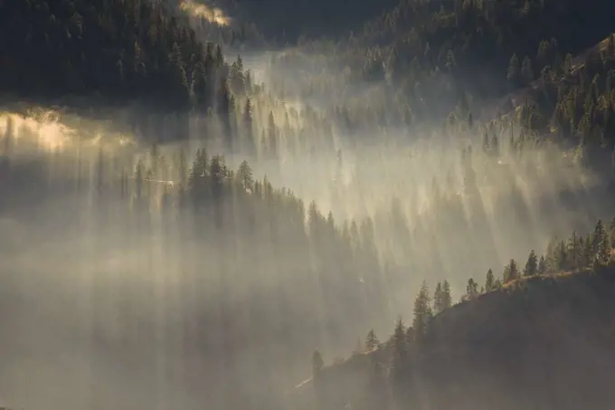 Sun Rays Filtering Through The Trees Magnificent Light