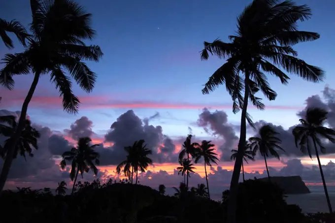 Silhouette of palm trees during pink sunrise with ocean in background