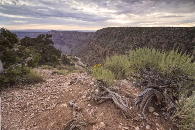 dry roots over grand canyon at Hopi Point